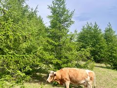 -塞罕坝国家级自然保护区