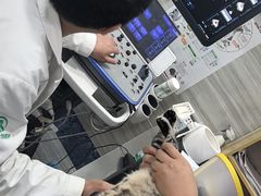 -瑞派名望志远动物医院·猫科·內科·异宠专科(直港大道店)
