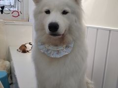 -汪说·狗咖·拼豆·宠物周边DIY(旺城大厦店)