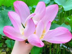 -陈家山荷花公园