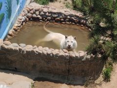 -西霞口神雕山野生动物世界