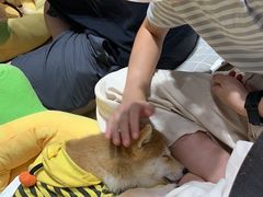 -逗柴咖啡屋·狗咖猫咖宠物桌游