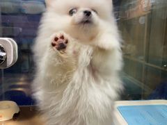 -FAELING PETS美天灵宠物(富力广场店)