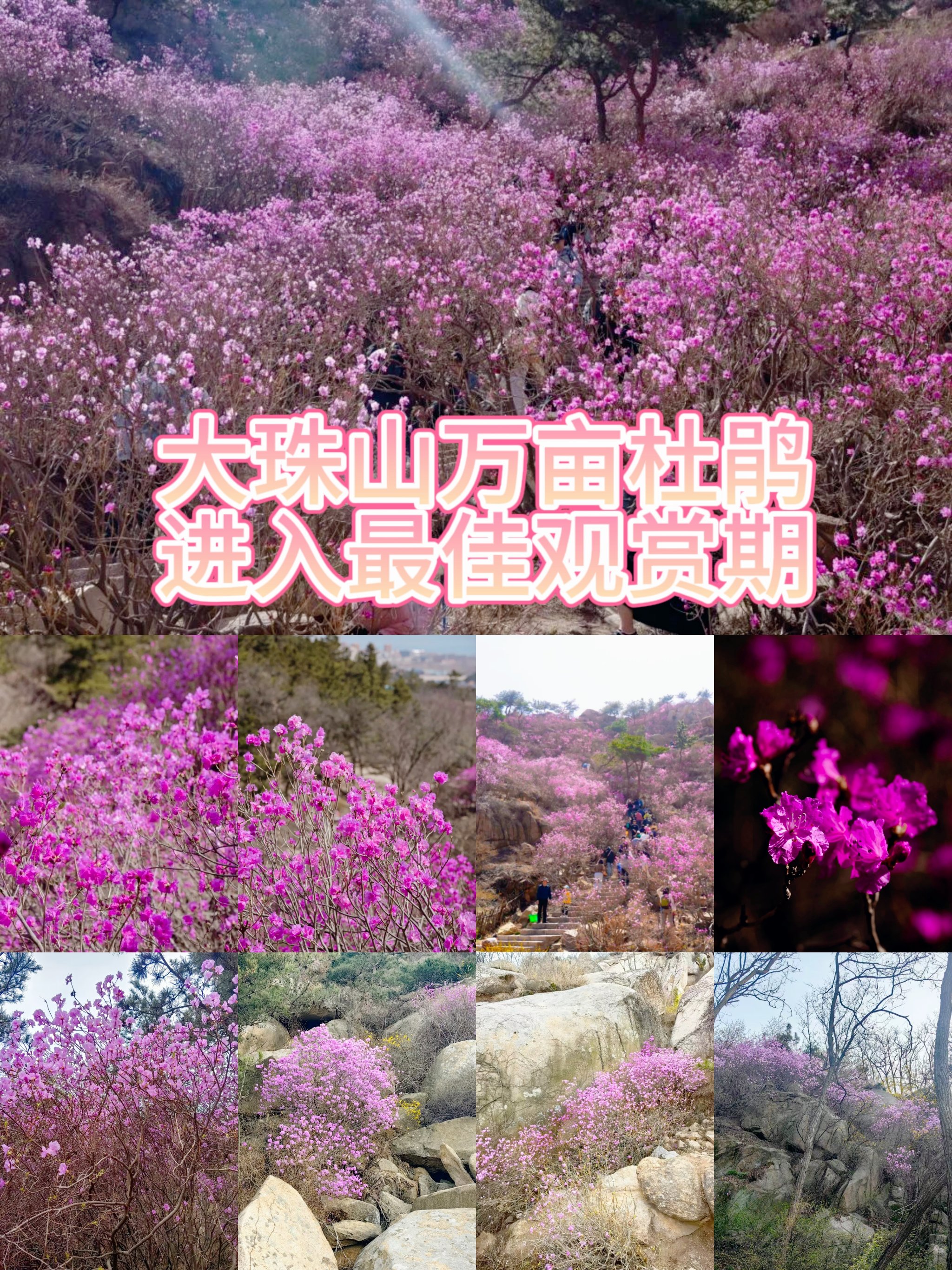 大珠山花期图片