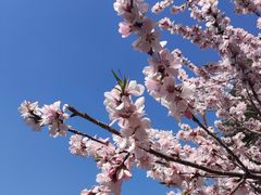-桃花堤公园