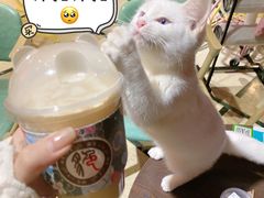 -猫色咖啡·猫咖