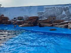 -上海海昌海洋公园