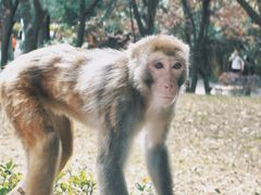 -黔灵山公园