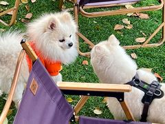 -J Create城市露营咖啡·简餐·宠物(上海动物园店)