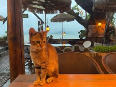 -城墙外BAR