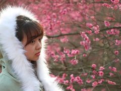 -新建村梅花