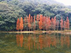 -广州市石门国家森林公园