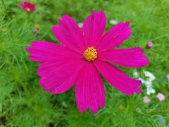 -爱丽丝牛排西餐厅(光谷步行街店)