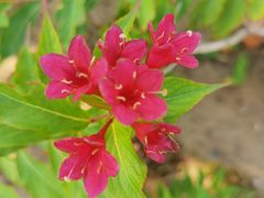 -大兴滨河森林公园