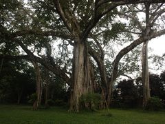 -瑞丽独树成林风景区