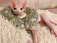 -喜多萌中农锦绣动物医院24H·猫科·牙科MRI·CT