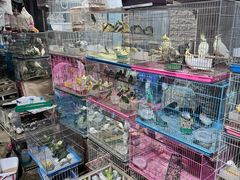 -中环花鸟鱼虫市场