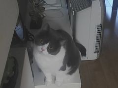 -欣宠猫屋·矮脚拿破仑·蓝金金渐层