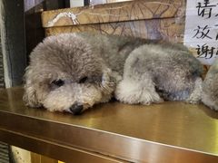 -more than meow吴止猫主题餐厅(承德 中船汇店)