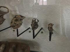 景点-美国自然历史博物馆