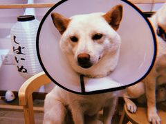 -柴迷FANS CLUB·柴犬狗咖·猫咖
