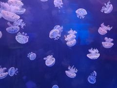-左海海底世界