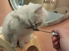 -BABIT巴比特宠物(MOMOPARK店)