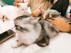 雪球-飞行喵MR PILOT|猫舍·猫咖(静安大融城店)