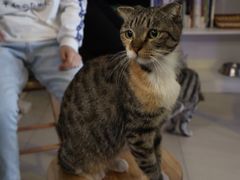 -平行世界·猫咖(首经贸店)