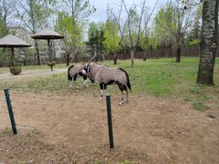 -大连森林动物园