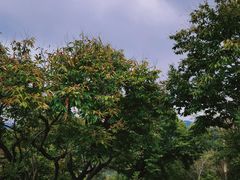 -黄巢水库