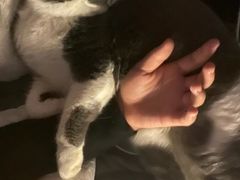 -艾贝尔宠物诊疗