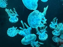 -Zoolung Zoolung动物主题公园(海信广场店)