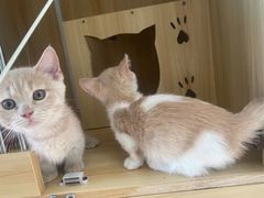 -Bastet sally猫舍购宠(静安店)