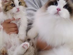 -momokira米努特·德文卷毛猫·棉花面纱犬