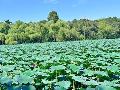 -长春市南湖公园