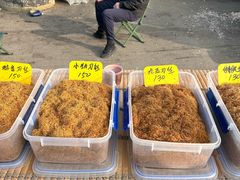 -蒲河大集