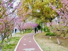 -高东镇樱花园