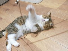 -瞄一喵猫咖(格力海岸店)