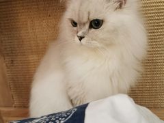 -东方名猫馆·英短金渐层布偶猫舍(环线广场1号楼店)