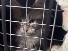 -佳雯宠物医院·皮肤科·内外科(春晓路分院)