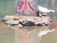 -靖西鹅泉风景区