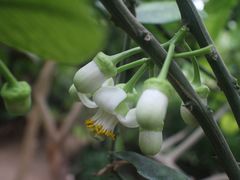 -呀路古热带植物园