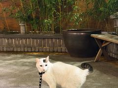 -少林功夫文化中心·独门独院
