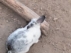 -羊亭河湿地公园