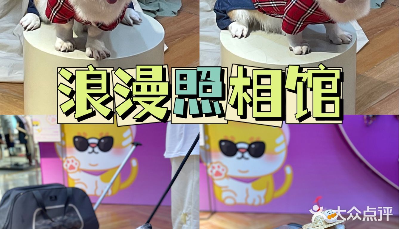 茂业百货萌宠无限丨ta们陪你过