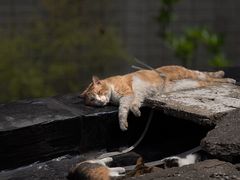 -傅先生东北菜(青年城店)