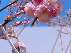 -顾村公园
