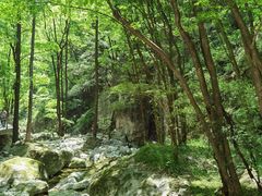 -牛背梁国家森林公园