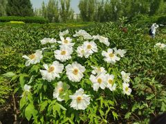 -莲花池公园